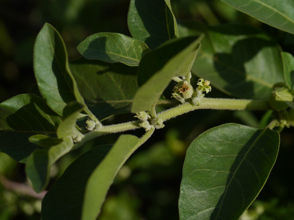 Vita Venustas - Ashwagandha,Ajurveeda,Withania Somnifera Image